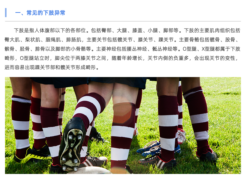 下肢是指人體腹部以下的各部位。包括臀部、大腿、膝蓋、小腿、腳部等。下肢的主要肌肉組織包括臀大肌、梨狀肌、腘繩肌、腓腸肌，主要關(guān)節(jié)包括髖關(guān)節(jié)、膝關(guān)節(jié)、踝關(guān)節(jié)。主要骨骼包括髖骨、股骨、髕骨、脛骨、腓骨以及腳部的小骨骼等。主要神經(jīng)包括腰叢神經(jīng)、骶叢神經(jīng)等。O型腿、X型腿都屬于下肢畸形，O型腿站立時，腳尖位于兩膝關(guān)節(jié)之間，隨著年齡增長，關(guān)節(jié)內(nèi)側(cè)的負重多，會出現(xiàn)關(guān)節(jié)的變性，進而容易出現(xiàn)踝關(guān)節(jié)部和髖關(guān)節(jié)形成畸形。